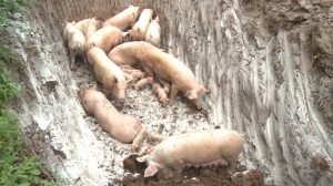 Hưng Yên: Phát hiện thêm 6 hộ chăn nuôi nhiễm dịch tả lợn Châu Phi