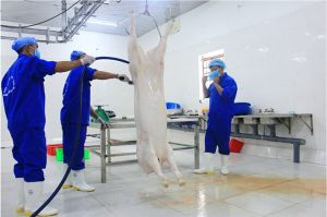 Sau dịch tả Châu Phi, giá lợn hơi tại Trung Quốc tăng phi mã