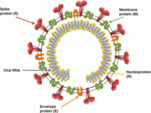 Quá trình biến đổi của virus viêm phế quản truyền nhiễm (IBV)