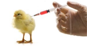 Nguyên tắc sử dụng và kết hợp vaccine IB
